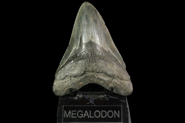 Large, Fossil Megalodon Tooth #92681